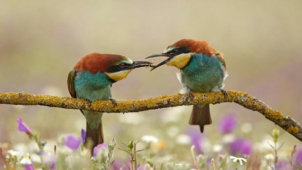 ¿Participas en el encuentro Cádiz Photo Nature de este fin de semana?