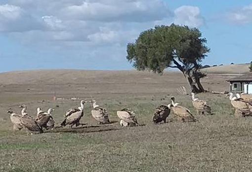 ¿Participas en el encuentro Cádiz Photo Nature de este fin de semana?