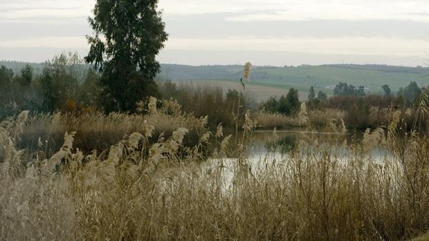 Año y medio de cárcel por causar un fuego forestal con una colilla en el Corredor Verde del Guadiamar