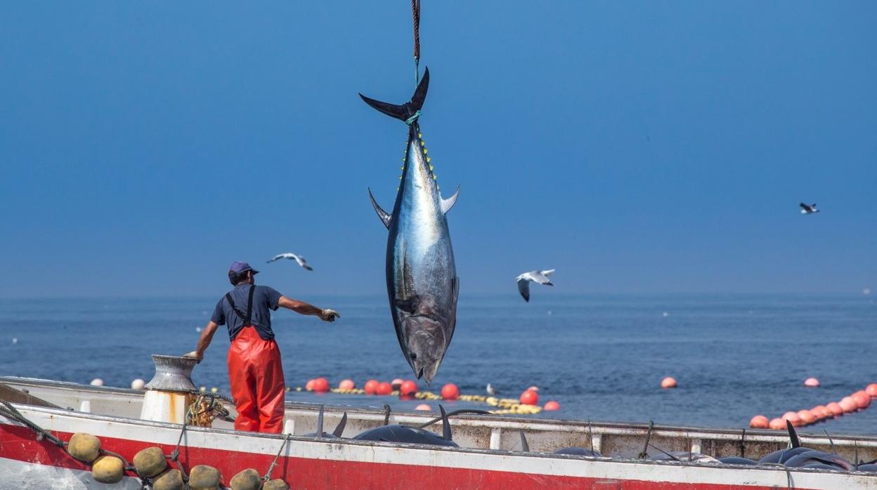 Los almadraberos gaditanos piden cuotas más altas para el atún rojo