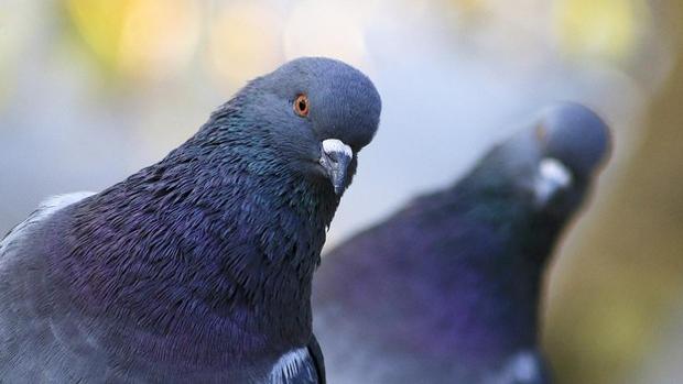 Cádiz ya cuenta con los comederos ecológicos para palomas