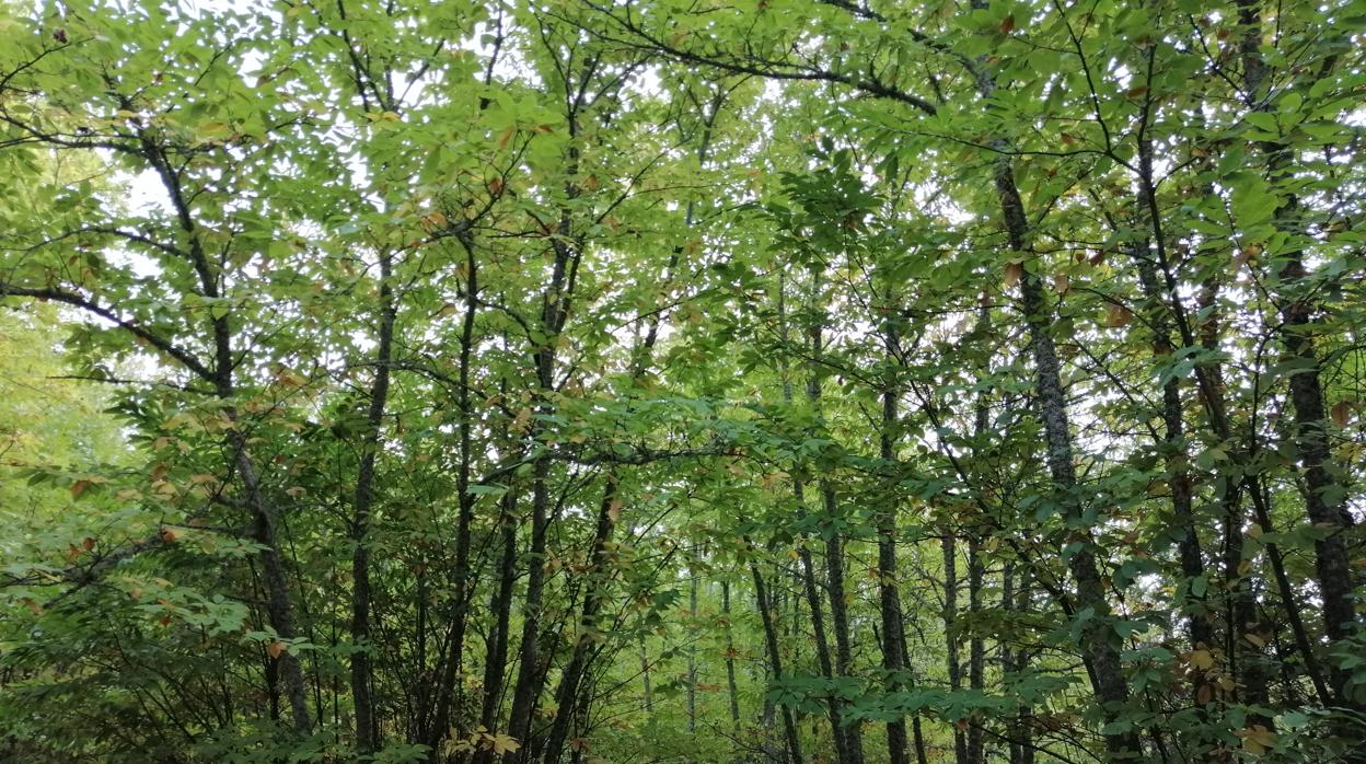 Castaños en el monte de Constantina