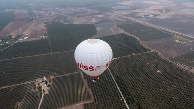 El olivar sevillano, ante el mayor reto de su historia