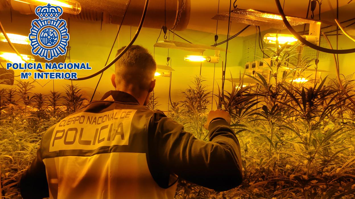 Desmantelado en Jerez un cultivo indoor de cannabis con más de 150 plantas