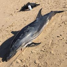 Aparece un delfín muerto en la playa de La Caleta, en Cádiz