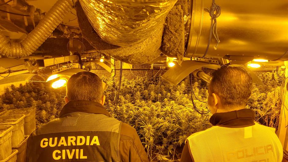 Vídeo: La Guardia Civil desmantela otra plantación de marihuana en Jerez y detiene a seis personas