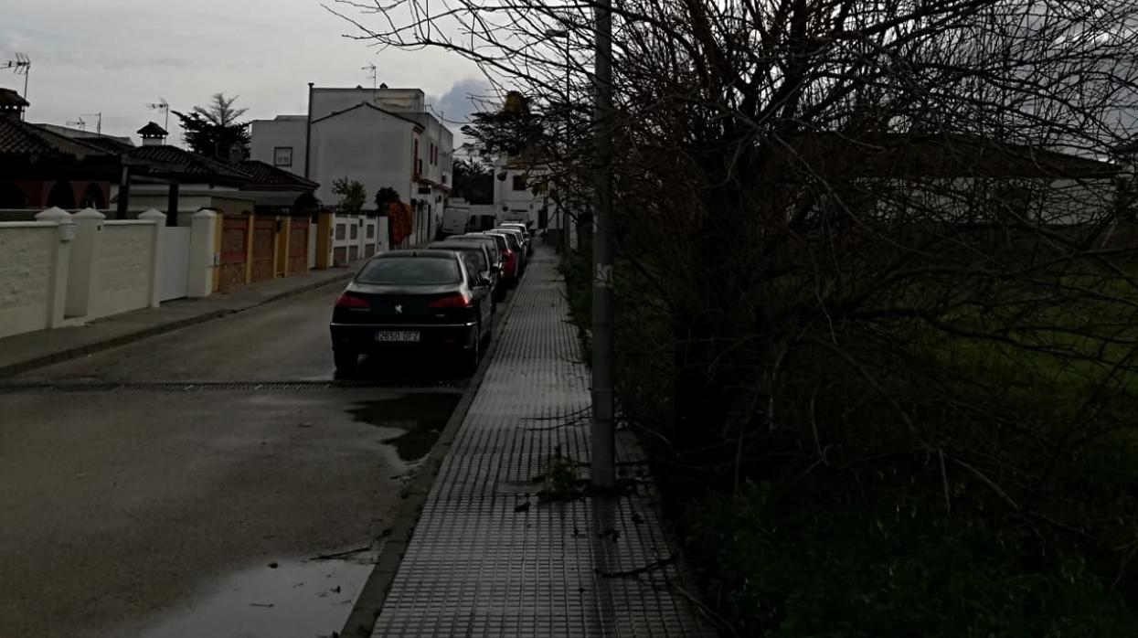 El árbol sobrepasa el acerado y ha tenido que ser cortado por los propios vecinos.