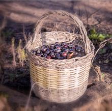 Un canasto de aceitunas prietas