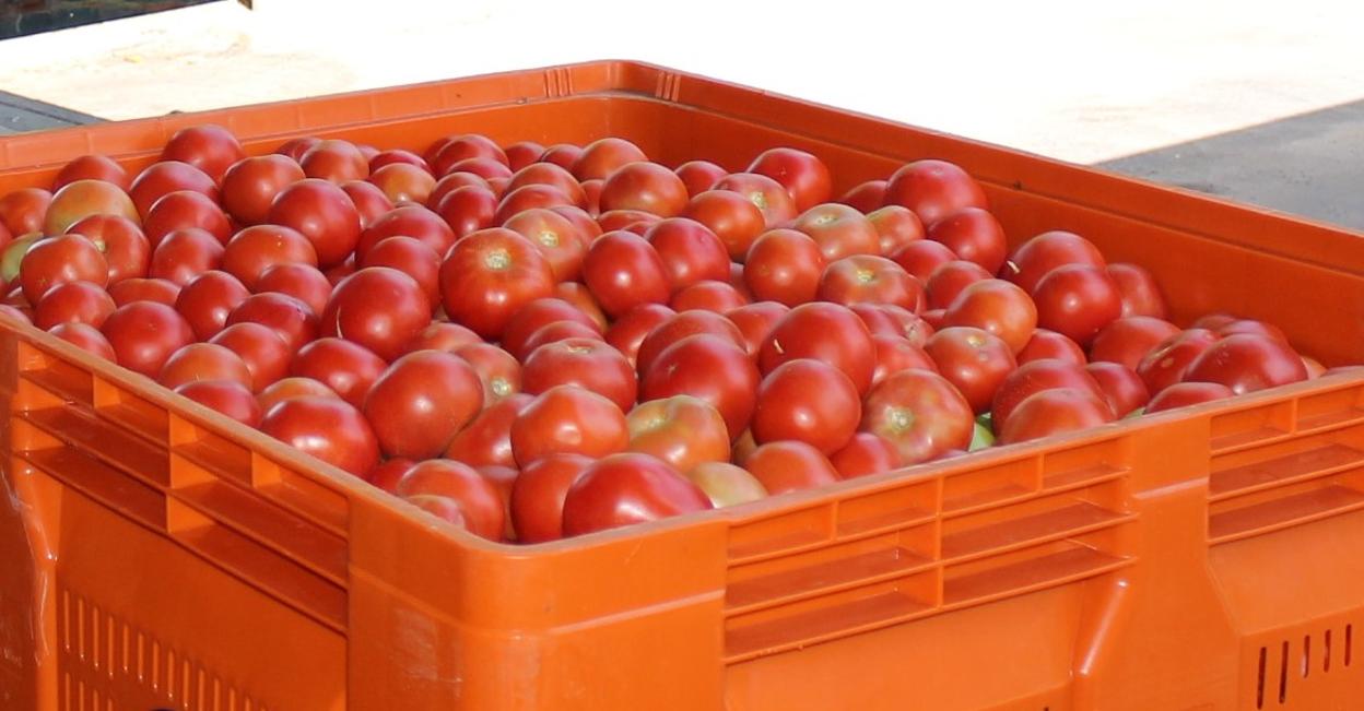 El tomate palaciego sigue pulverizando sus propios récords de producción