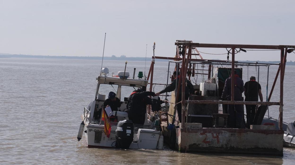 Duro golpe a la pesca ilegal de angulas en el Guadalquivir