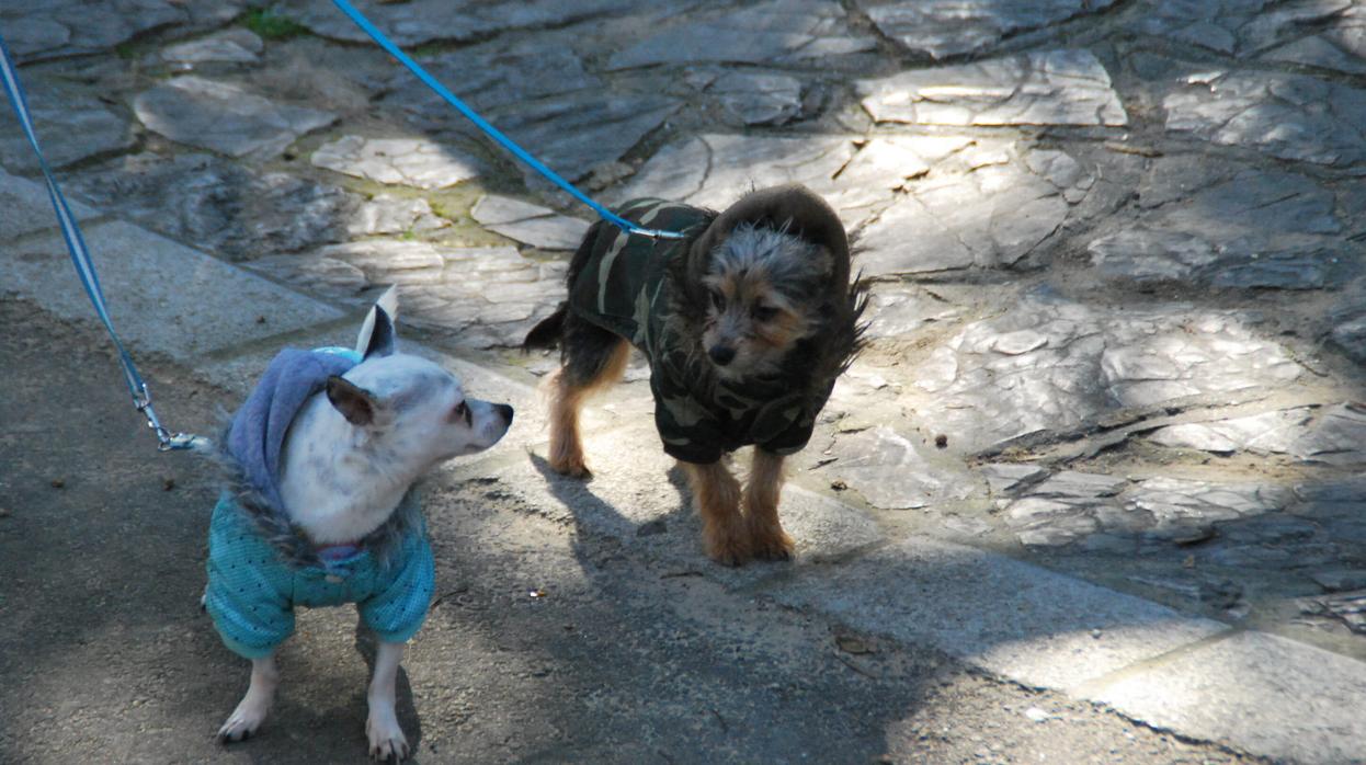 ¿Puede el coronavirus afectar a nuestras mascotas?