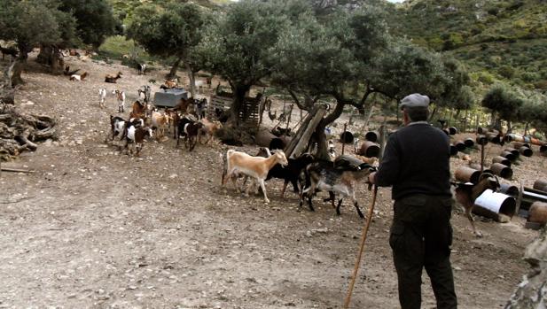 No hay estado de alarma para los pastores gaditanos y sus rebaños