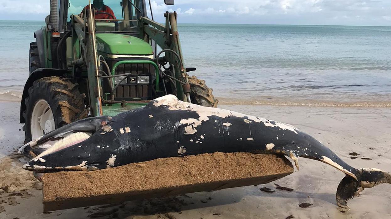 Chipiona estudia exponer el esqueleto de la ballena hallada en la playa en el Centro &#039;El Camaleón&#039;