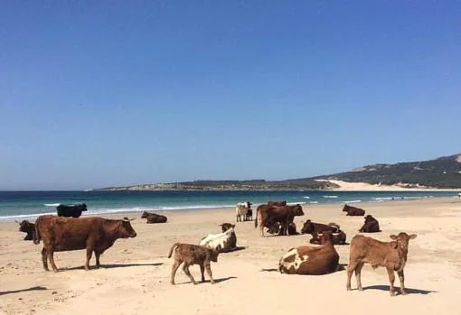 Vacas en la playa de Bolonia (Tarifa) este fin de semana