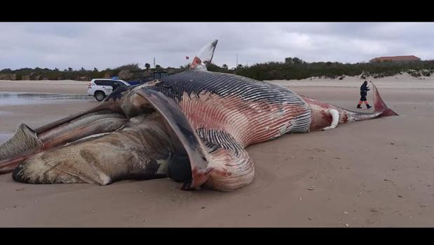 ¿Por qué han aparecido dos ballenas en Chipiona en cuestión de días?