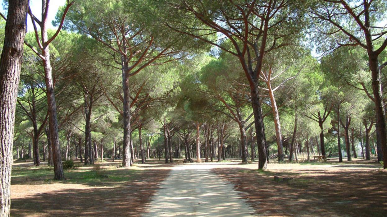 San Roque permitirá el acceso a sus playas y al paraje natural de Pinar del Rey