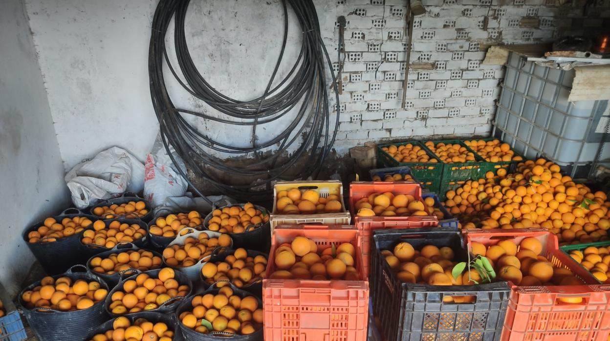 Las naranjas intervenidas en el interior del local ocupado en El Viso con una evidente falta de higiene