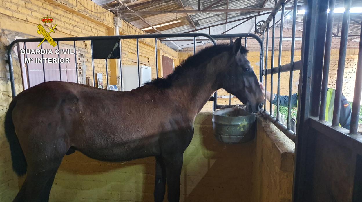 La Guardia Civil descubrió en La Rinconada un caballo robado en Carmona