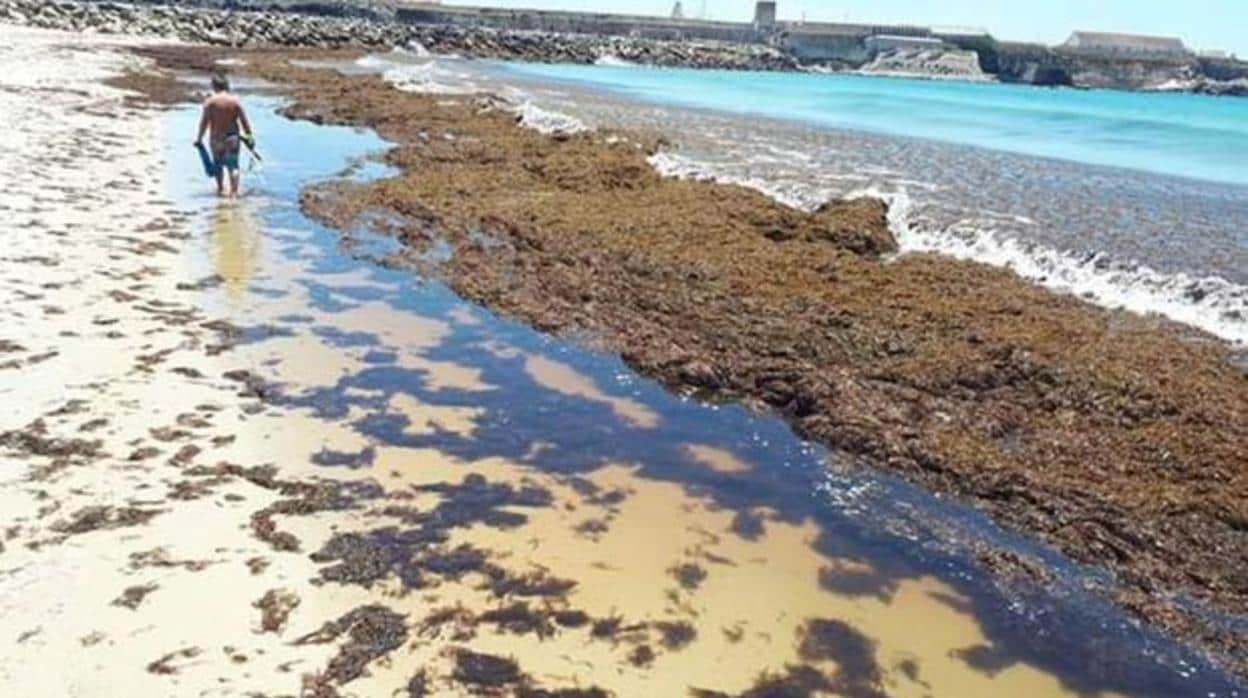 Acción invasora del alga asiática en la costa de Tarifa.