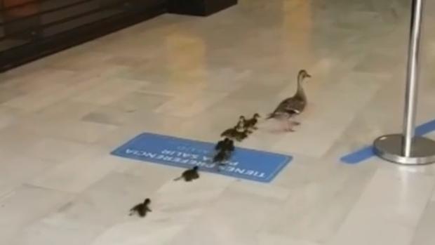 VÍDEO: Una familia de patos visita Bahía Sur y se adelanta a la reapertura