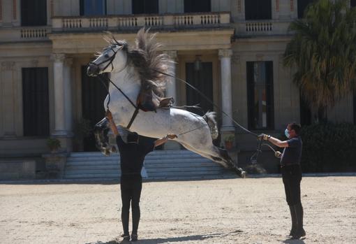 Uno de los caballos haciendo una cabriola