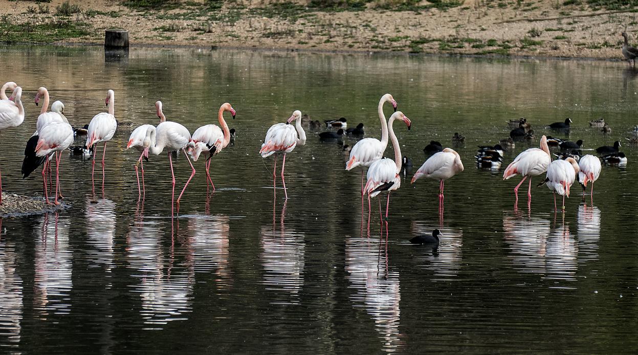 Colonia de flamencos en la laguna de la Cañada de los Pájaros