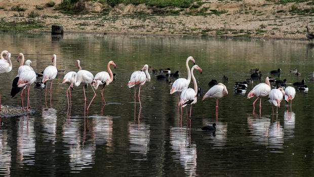 Un paraíso para las aves dentro de la provincia de Sevilla