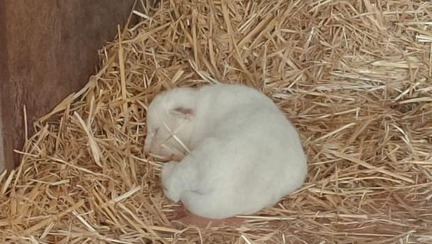 Nace en MundoPark de Guillena el primer león blanco de España