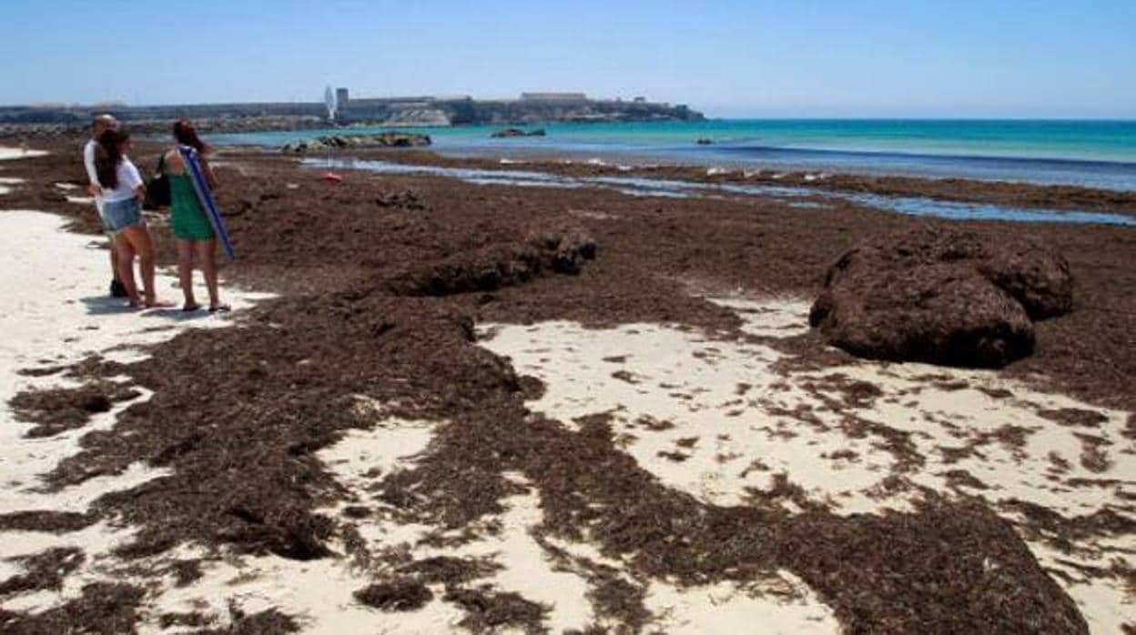 El alga invasora vuelve al Estrecho antes del verano