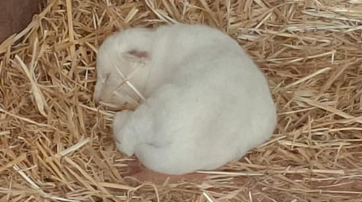 Primer cachorro de león Blanco nacido en España