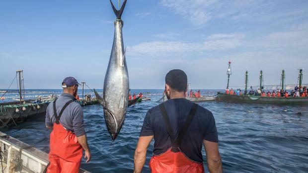 Culmina la temporada de pesca del atún con 1.500 toneladas