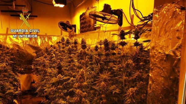 Detenido con 316 plantas de marihuana en una vivienda de la localidad sevillana de Montellano