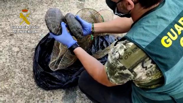 La Guardia Civil de La Rinconada investiga a una persona por capturar y vender galápagos