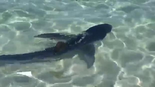 «Es normal ver marrajos pero no tan cerca de la orilla como el de la playa de Zahara de los Atunes»