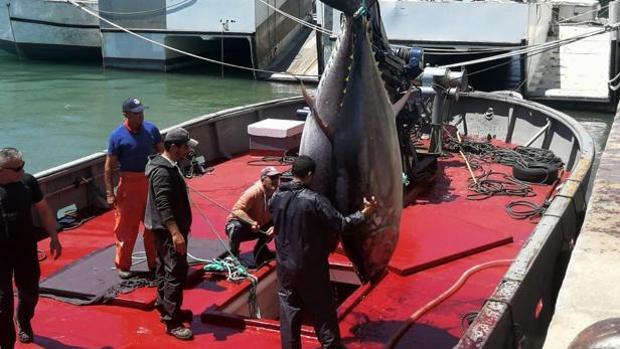 La campaña de atún rojo en las almadrabas de Cádiz finaliza con 2.421 toneladas