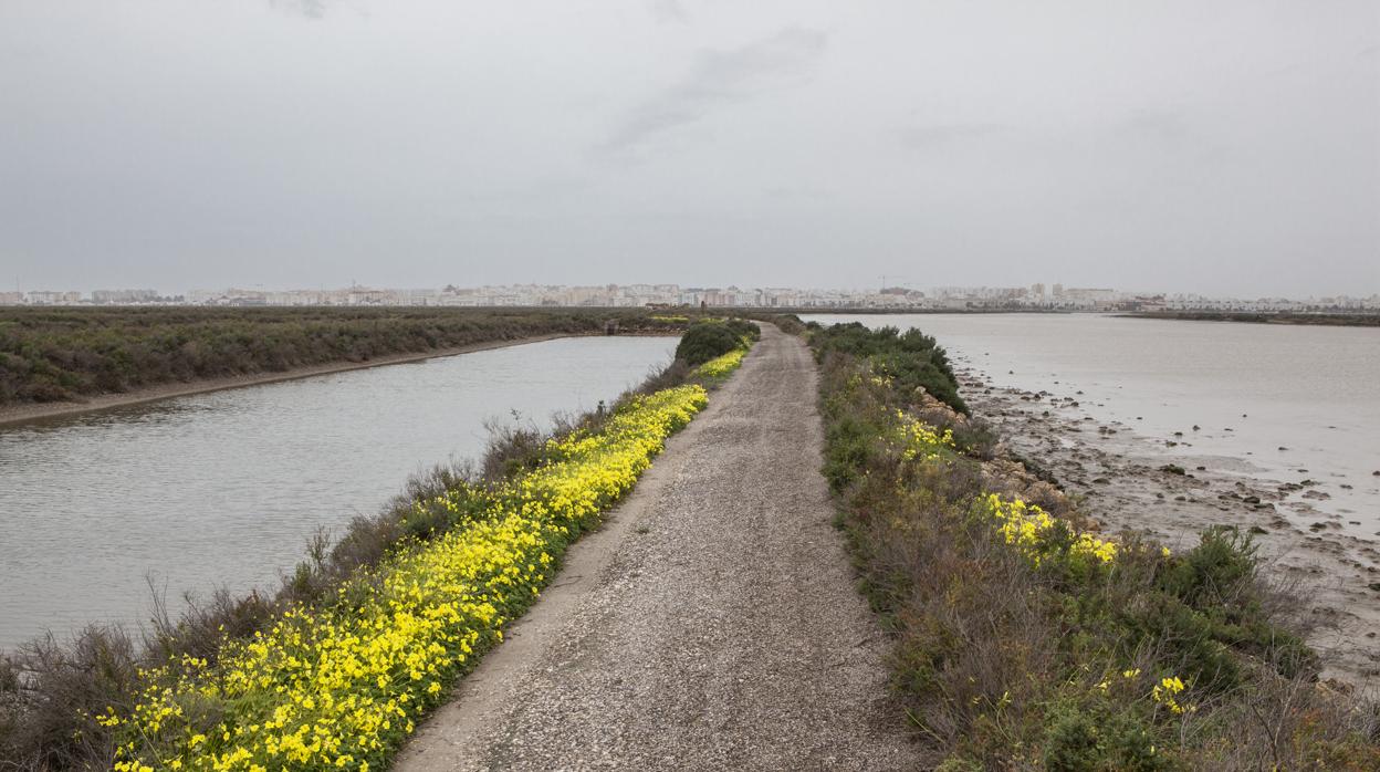 La Junta iniciará tras el verano las obras de la vía ciclopeatonal entre San Fernando y Chiclana