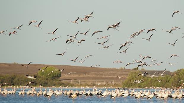 Escapada a la Dehesa de Abajo, en la Puebla del Río: inmersión en la naturaleza