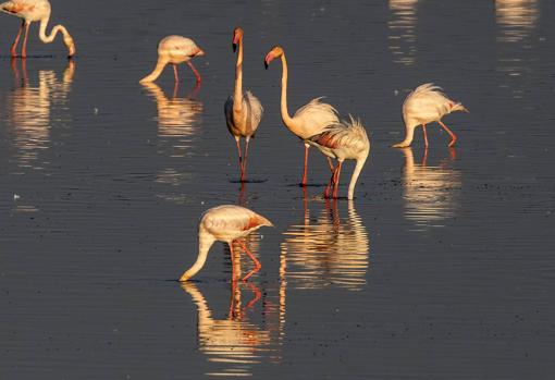 Flamencos durante el recorrido