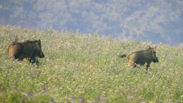 Tres cazadores furtivos detenidos por la Policía Autonómica en El Castillo de las Guardas