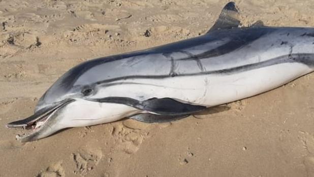 Aparece un delfín muerto en la playa de Cortadura, en Cádiz