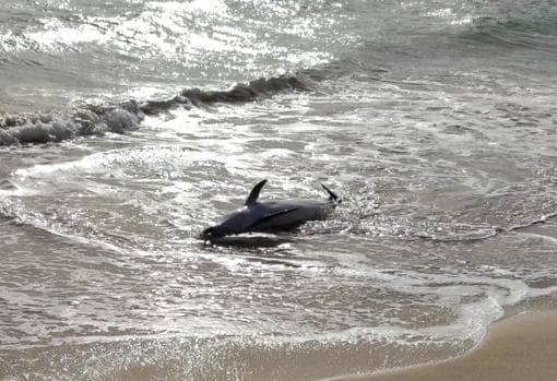 Imagen del delfin en la playa de Cortadura en Cádiz