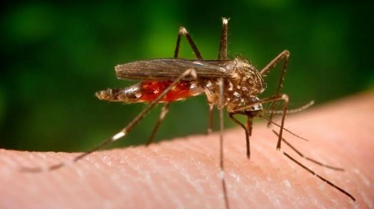 Ejemplar del mosquito «aedes japonicus» que causa la enfermedad del Nilo
