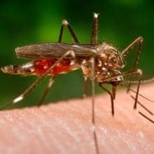 Ejemplar de mosquito asiático que provoca la enfermedad del Nilo
