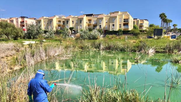 Tomares intensifica las tareas de fumigación de mosquitos