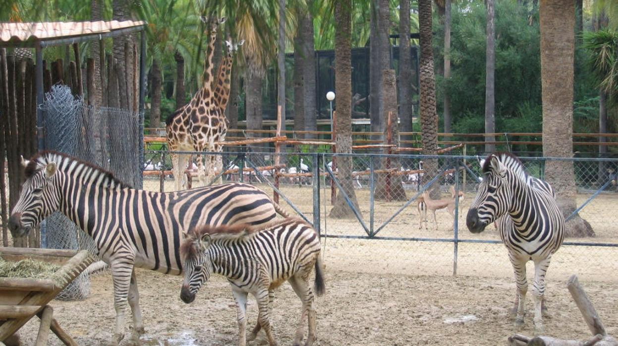 Animales del Zoo de Jerez.