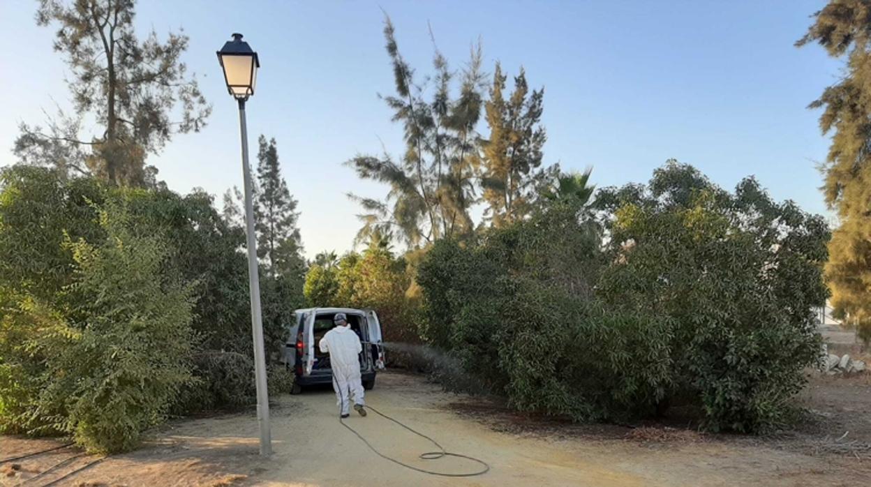 Desde comienzos de esta semana se están llevando a cabo labores de fumigación en la pedanía de Pinzón