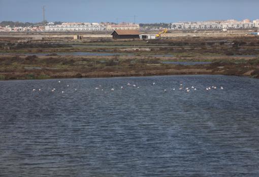 Aves en Salinas de Chiclana.