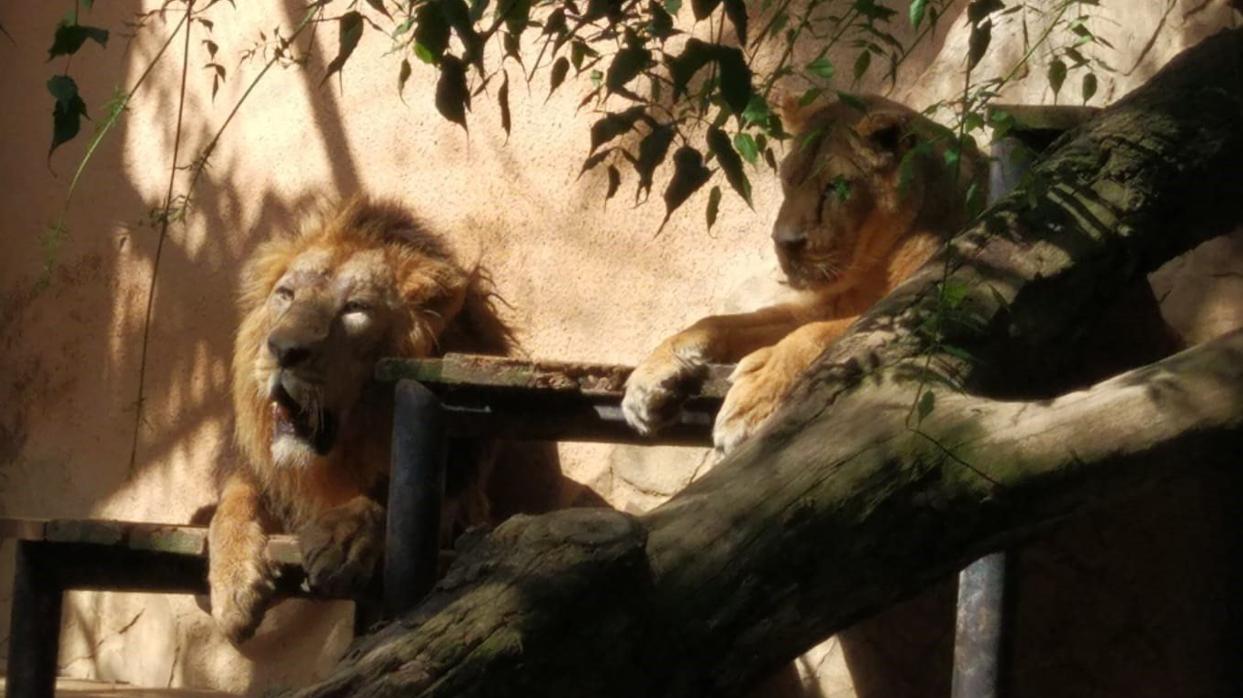 El Zoo de Jerez se prepara para reabrir la próxima semana