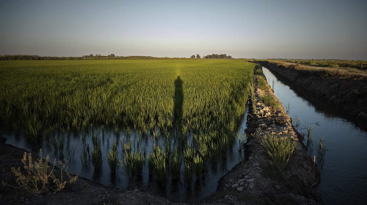 Imagen de uno de los arrozales entre La Puebla del Río e Isla Mayor