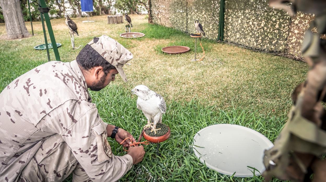 La unidad de control avifauna del Tercio de Armada ya se encuentra operativa